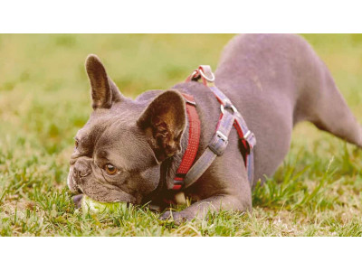 Harness or Collar for French Bulldogs: Making the Right Choice